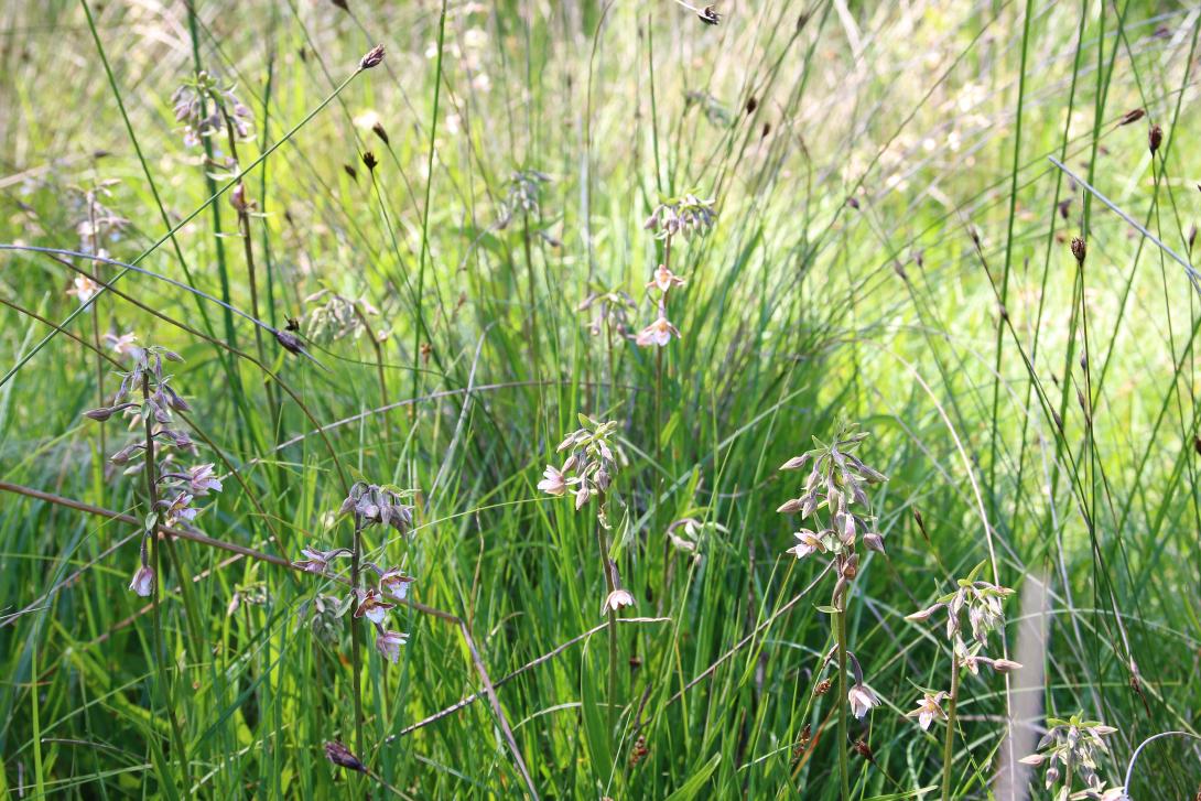 Prairie méditerranéenne 6420