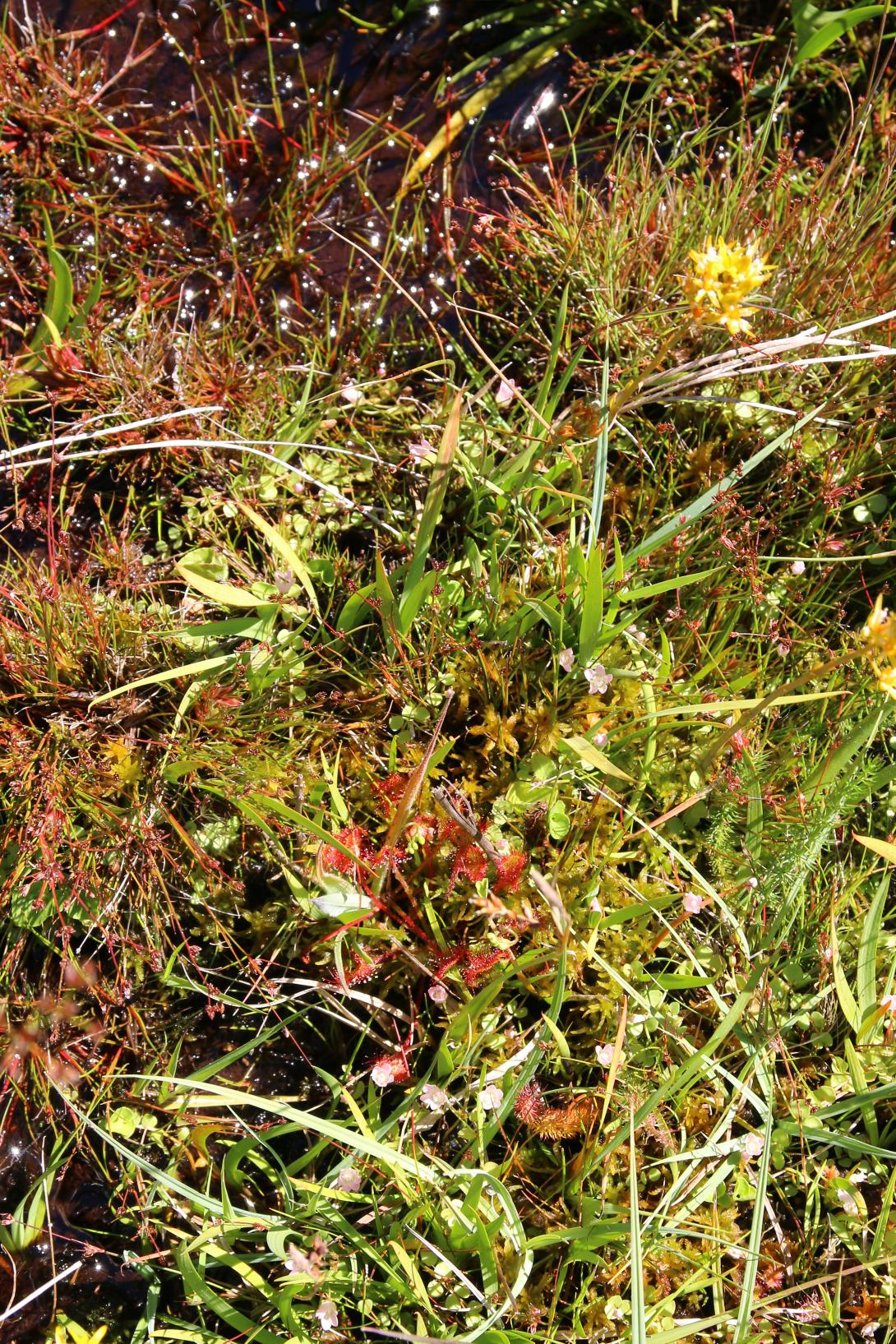 Végétation de bas-marais