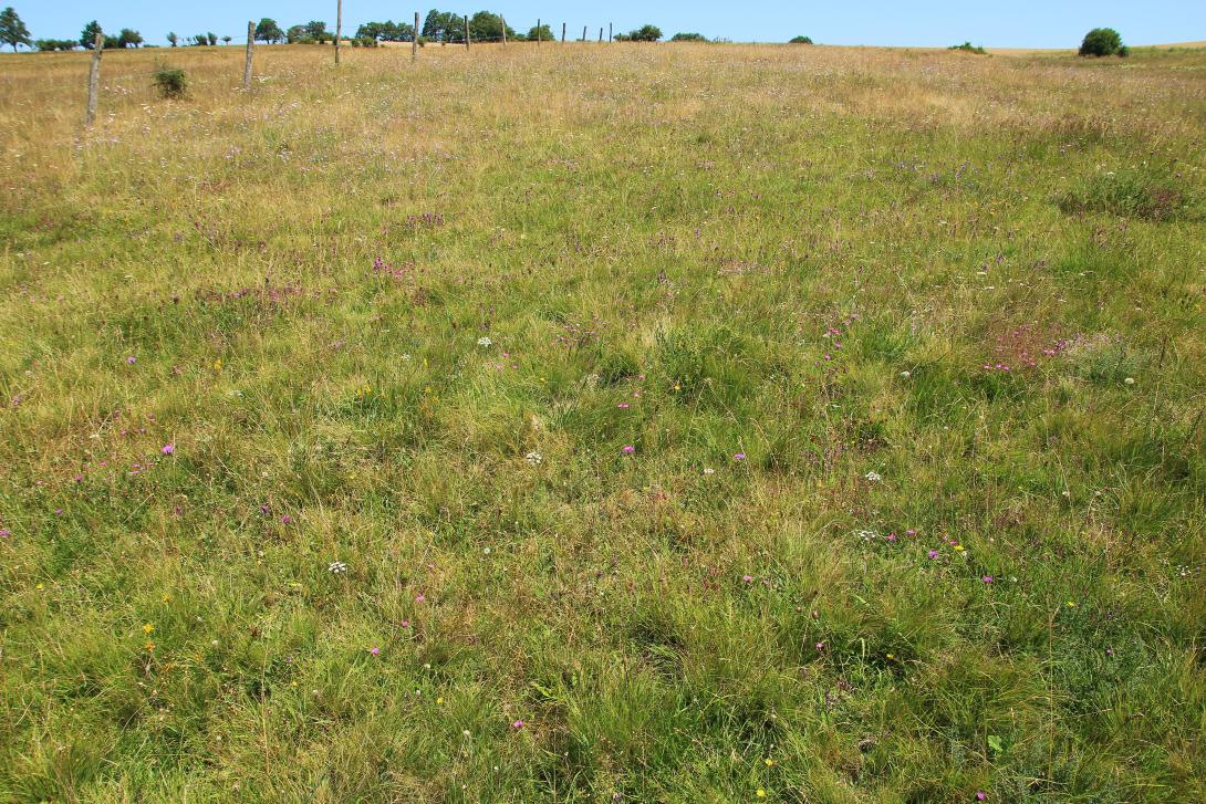 Pelouse à Nard pâturée