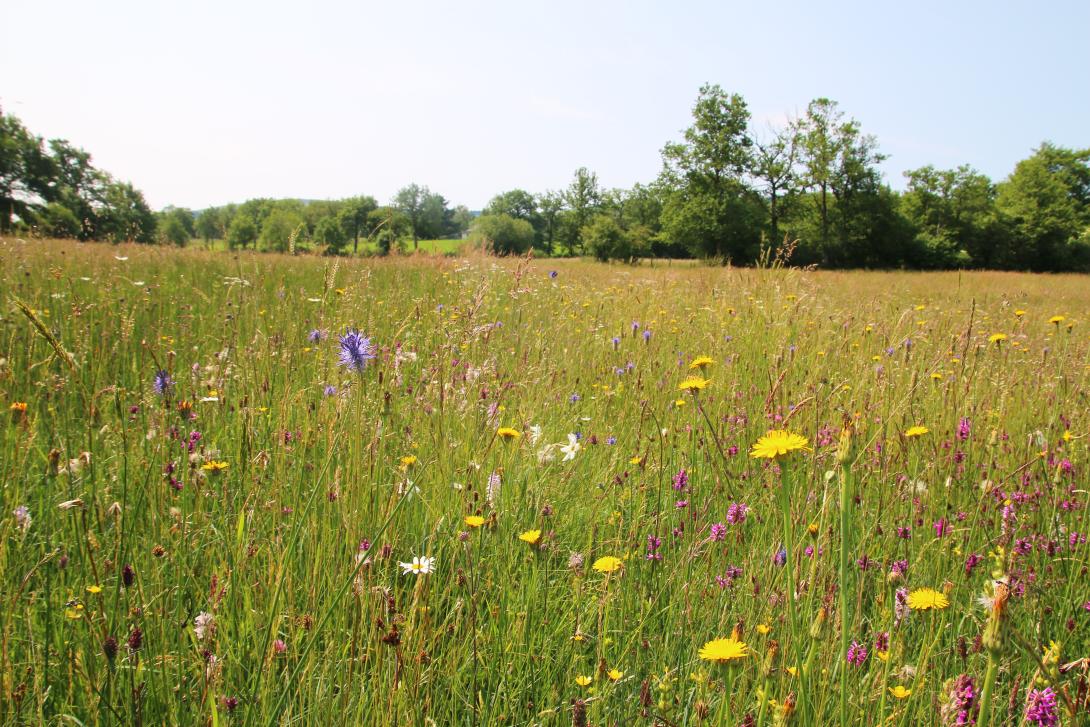 Prairie naturelle 