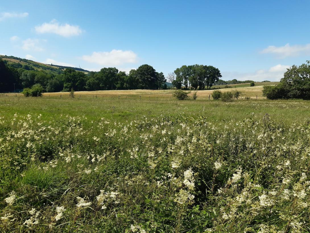 Megaphorbiaie à Reine des Prés