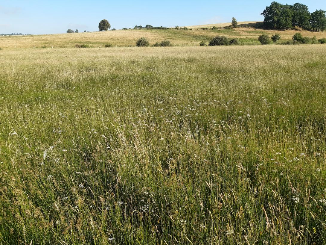 Prairie tourbeuse fauchée
